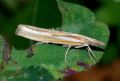 Agriphila tristella (cfr.)